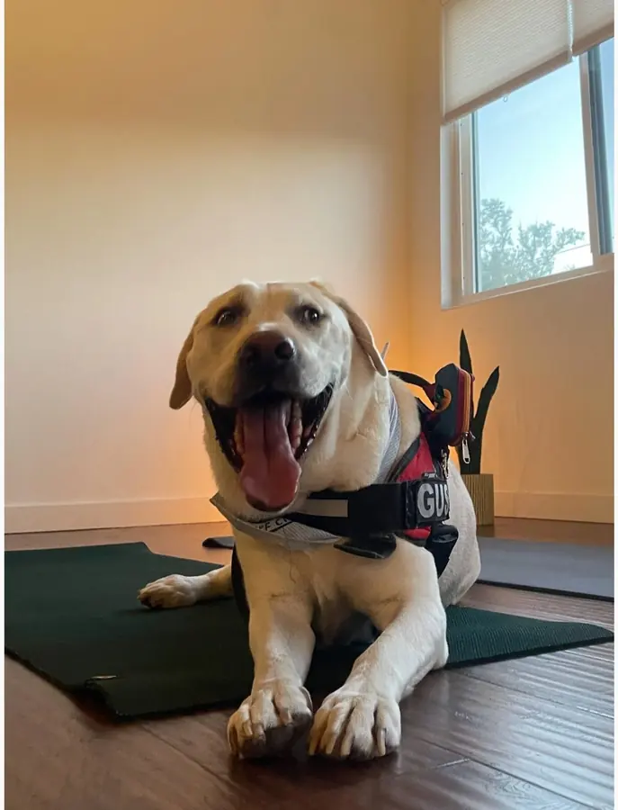 Gus, studio pup at Half Pigeon Yoga